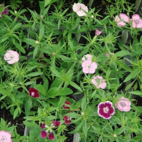 Dianthus 'Wee Willie', tiny single carnations in shades of pink