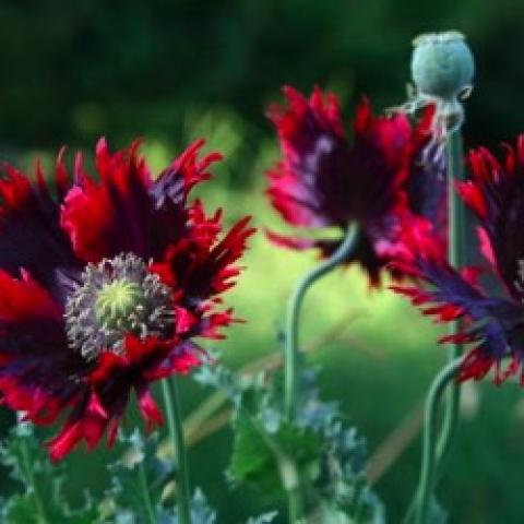 Papaver Drama Queen, dark red to almost black parrot-edged poppy