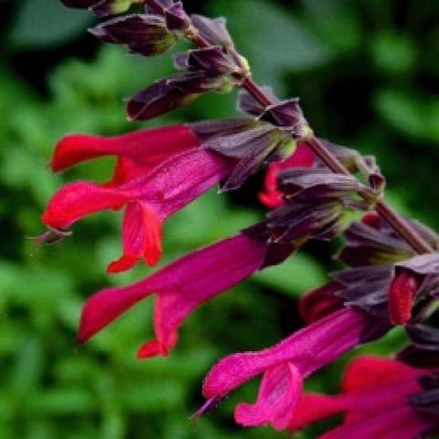Salvia Amante, intense magenta to orange-red tubular flowers, dark stems