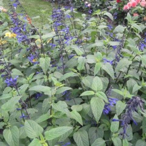Salvia Black and Bloom, blue flowers, dark stems, green leaves