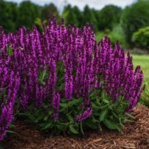 Salvia Bumbleberry, red-violet spikes of flowers