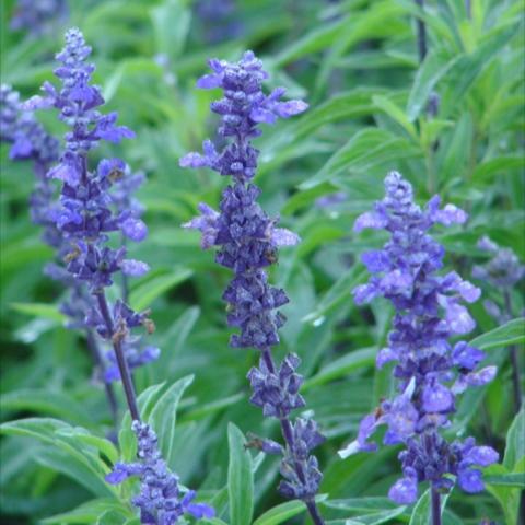 Salvia 'Evolution,' blue to purple vertical blooms