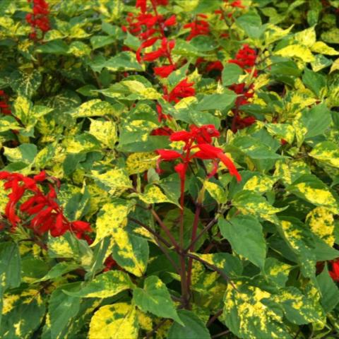 Salvia 'Forest Fire', red blooms over yellow-green splotched leaves