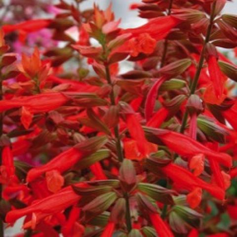 Salvia Skyscraper Orange, intense red-orange tubular flowers on dark stems