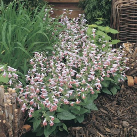 Salvia Summer Jewel Pink, columns of light pink flowers on tall stems