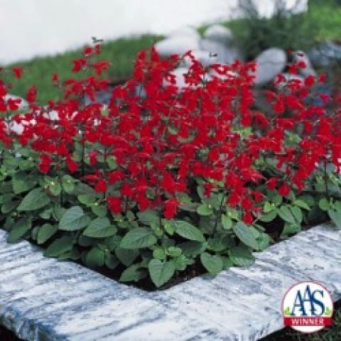 Salvia Summer Jewel Red, red upright salvia flowers