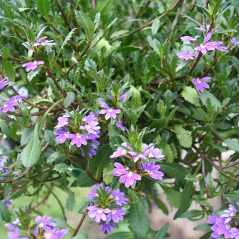 Scaevola 'Brilliant', blue fan-shaped flowers