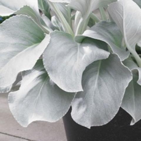 Senecio candidas, large silver leaves