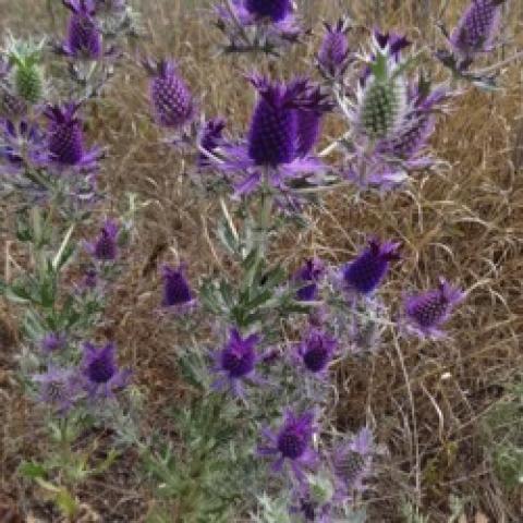 Kansas sea holly, purple spiky flowers