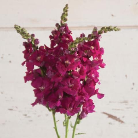 Chantilly Purple snapdragon, red-purple