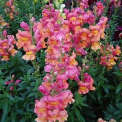 Snapdragon Rocket Bronze, pink and orange flowers