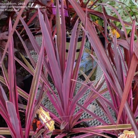 Cordyline Paso Doble, pink and purple striped grass-like leaves