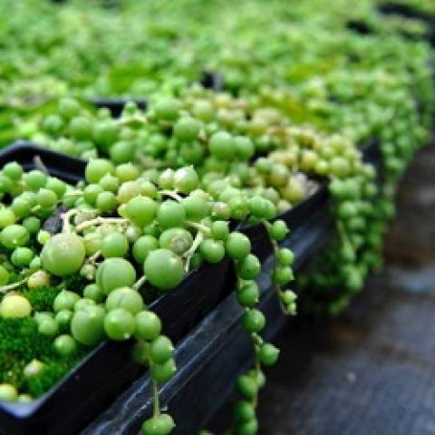 Senecia rowleyanus, green pea-like succulent leaves spilling out of pots