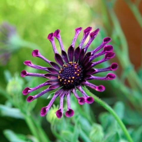 Osteospermum Spider Purple, purple spoon-shaped petals