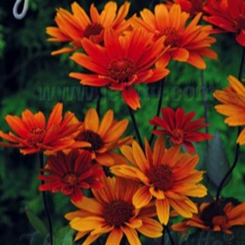 Heliopsis helianthoides Bleeding Hearts, orange daises