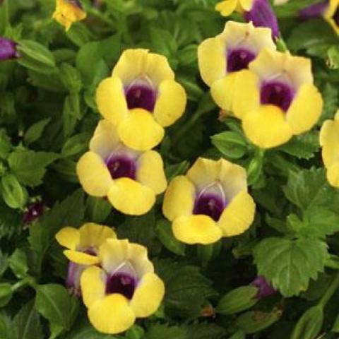 Torenia Bouquet Gold, yellow with purple throat