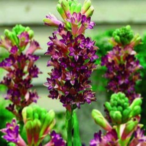 Polianthes Cinderella, dark pink spikes of flowers