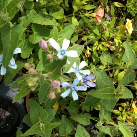 Tweedia caerulea, light blue flowers