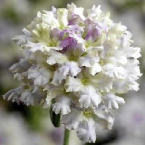 Verbena Limoncello, white pompom of flowers with lavender tinges