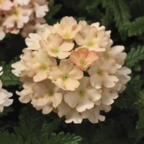 Verbena Tuscany Peach, light peach cluster of flowers in a pompom