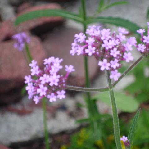 Verbena bonariensis close up, panicles of tiny lavender flowers