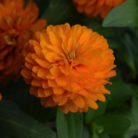 Zinnia Double Zahara Bright Orange, bright orange double