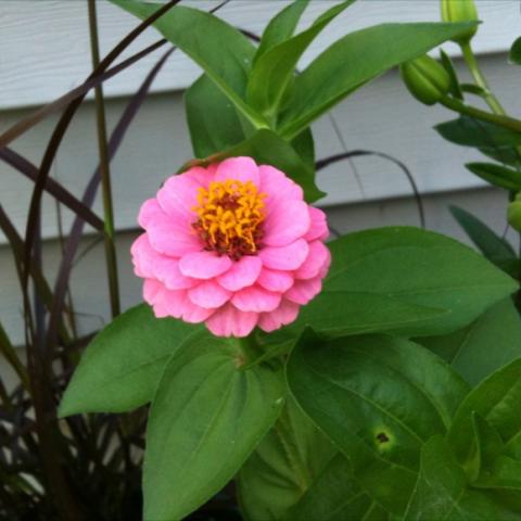 Liliput pink zinnia, semi double pink