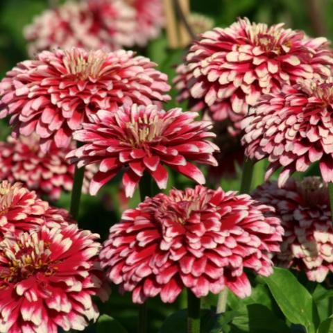 Zinnia Mazurkia, double red with white tips on petals