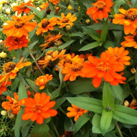 Zinnia 'Profusion Orange', strong orange semi-doubles