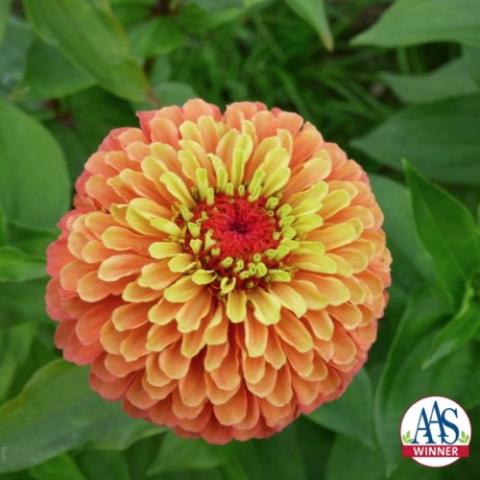 Zinnia Queen Lime Orange, lime green petals near center become orange farther out