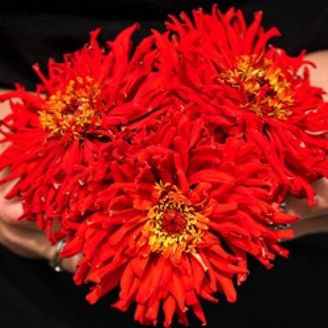 Double red cactus-style zinnia's