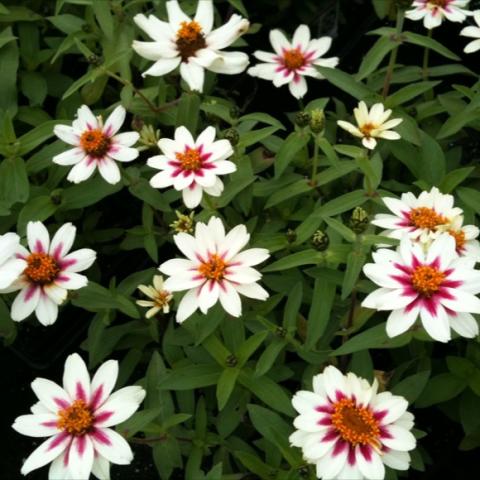 Zinnia 'Zahara Starlight Rose', white with rose centers