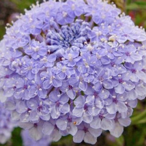 Blue lace flower, lavender pincushions