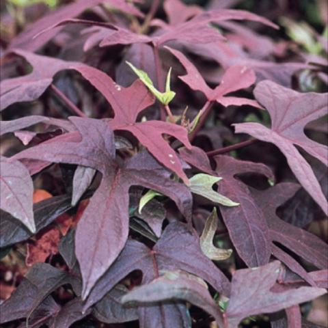 Sweet Potato Vine 'Blackie', reddish purple unusually shaped leaves