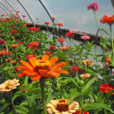 Zinnia 'State Fair Mix', mixed colors of singles 