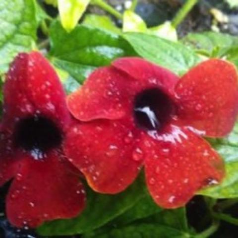 Thunbergia Sunny Susy Brownie, copper to brown flowers