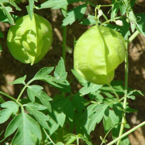 Light green inflated pods containingn seeds.