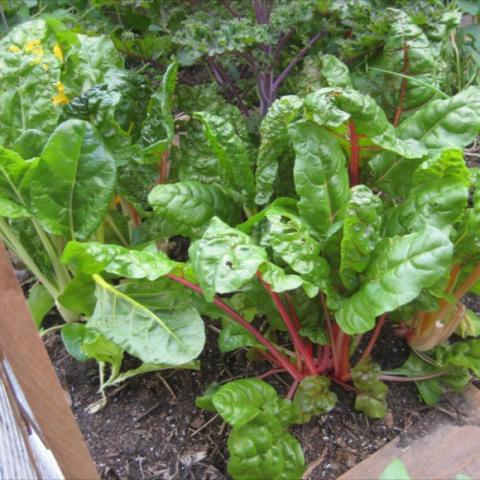 Young plants showing multiple stem colors and broad green leaves.