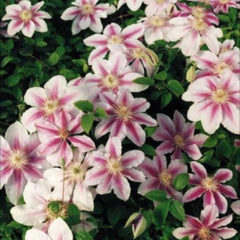 Delicate pink with deep red bar down the middle of each petal with yellow anther