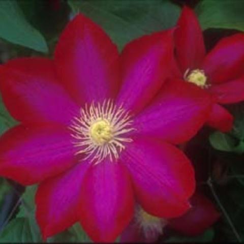 Vibrant red flower with its taxi yellow anthers 