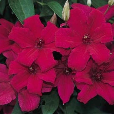 6-8" deep purplish red flowers.