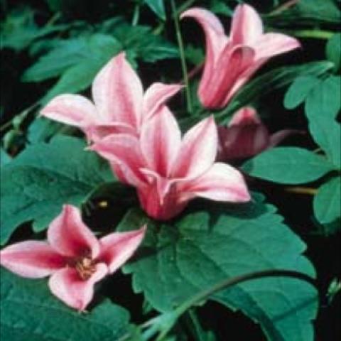 Pink tulip-shaped blossoms with a cherry red bar. 