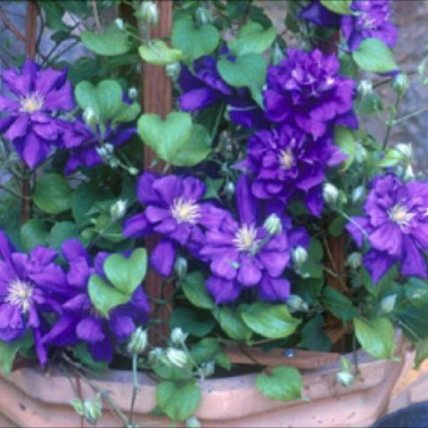 Blue-purple 4–6" flowers.