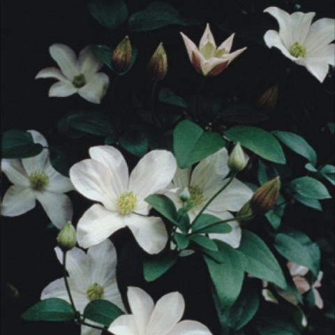 Sparkling white flowers accented in yellow.