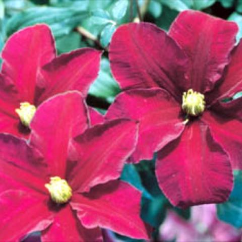 6"   flowers open nearly black, then mature to dark ruby-red with brilliantly cont