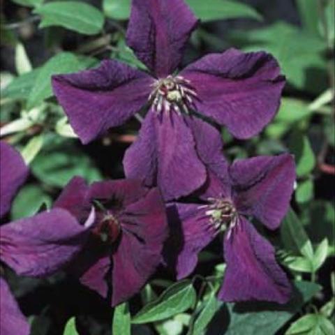 Rich violet-blue, 2–4"   flowers.