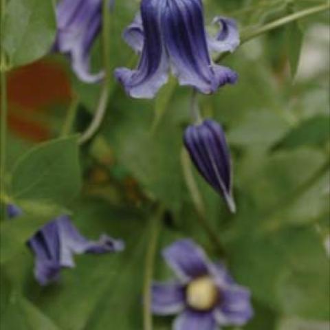 Nodding bells in the deepest shade of inky blue