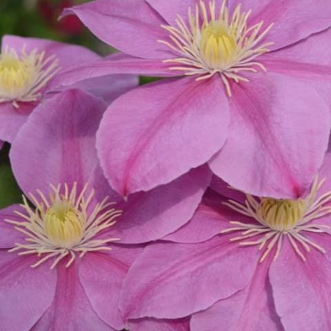 Clematis Alaina, light pink with darker pink stripe each petal, light yellow anthers