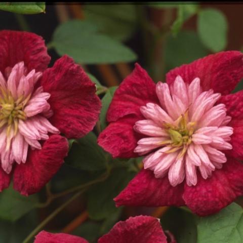 Clematis Avant Garde, dark red petals, large pink frilly centers
