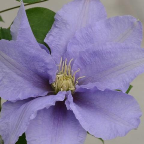Clematis Cezanne, light blue-lavender wide petals, rumpled edges, yellow anthers